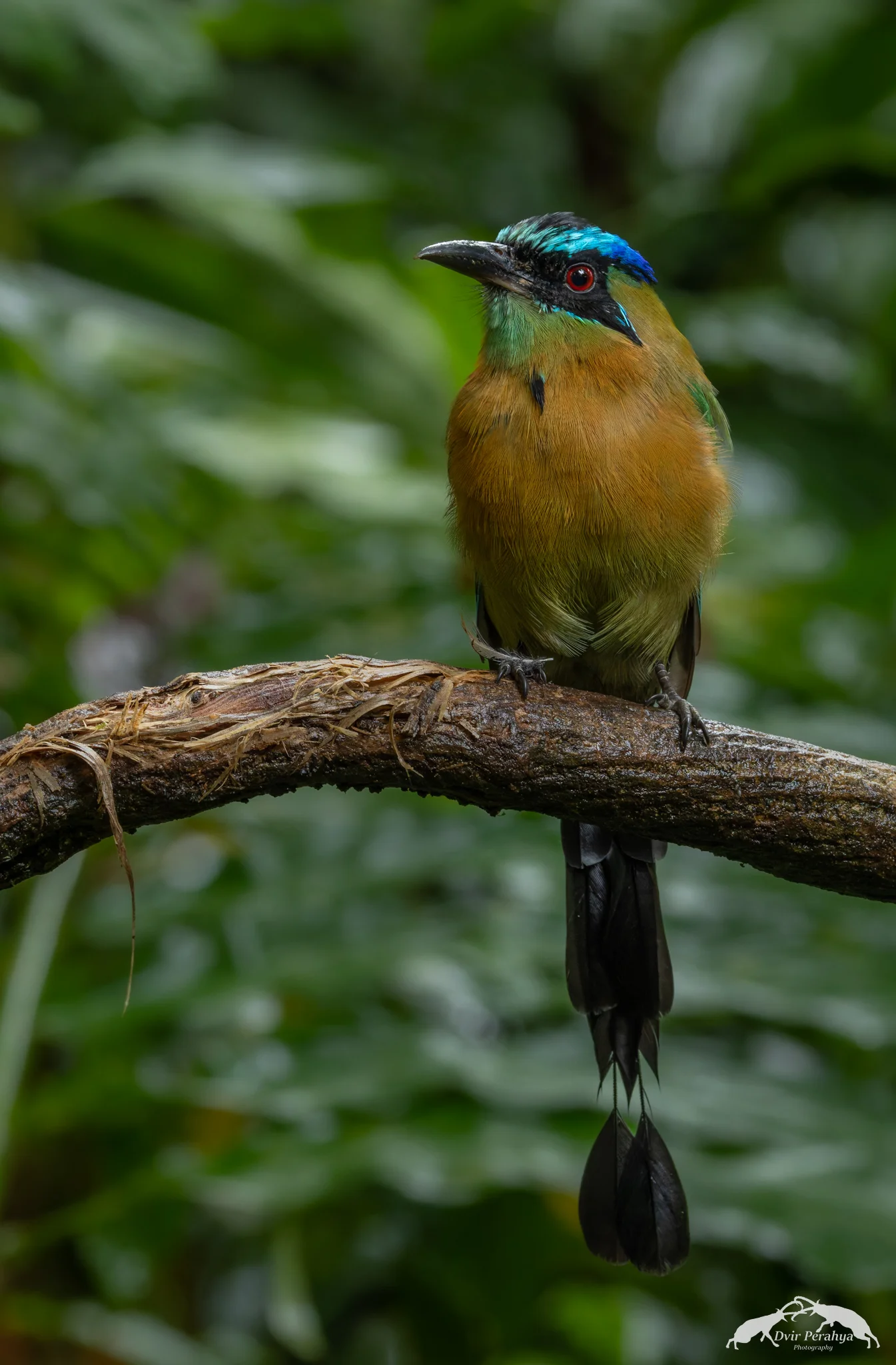 Blue-crowned Motmot, Costa Rica Rainforest